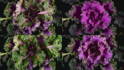 紫色装饰白菜的生长高清在线视频素材下载