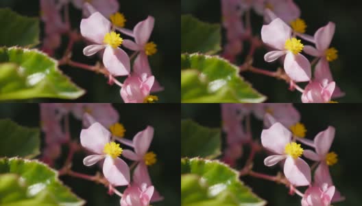 蜡秋海棠藏在花园里粉红色的花蕾天然4K高清在线视频素材下载