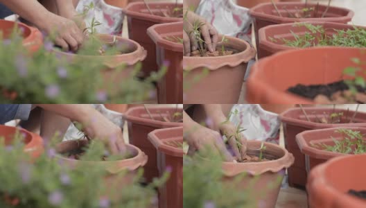 新冠肺炎疫情暴发期间，一名妇女正在家中用陶罐种植幼树。家庭园艺。高清在线视频素材下载