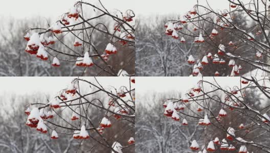 罗文在雪下高清在线视频素材下载