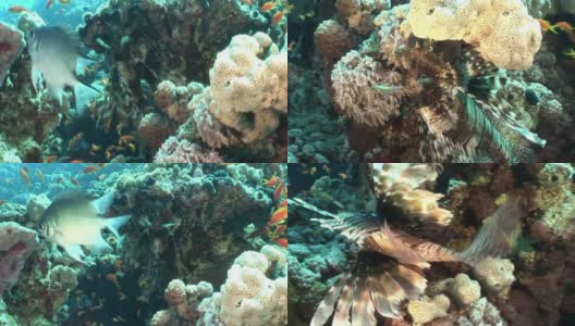 在红海海底的珊瑚中有毒的蝎子鱼。高清在线视频素材下载