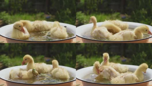 在一个阳光明媚的日子里，三只小鸭子在一碗水里嬉戏高清在线视频素材下载