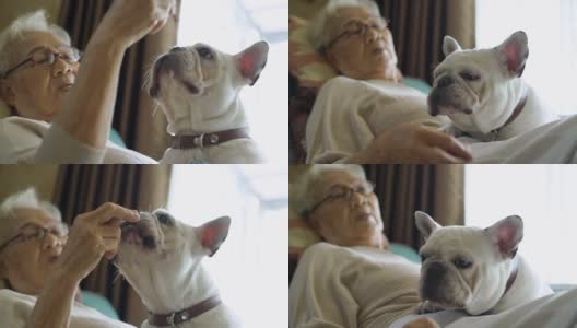 老妇人喂她的狗高清在线视频素材下载