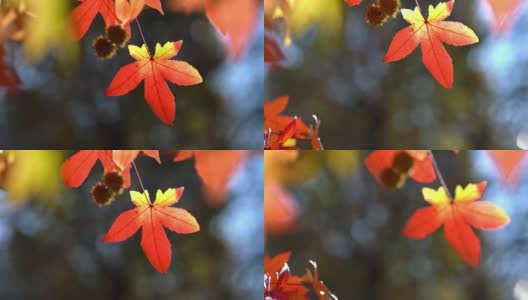 秋天的季节高清在线视频素材下载