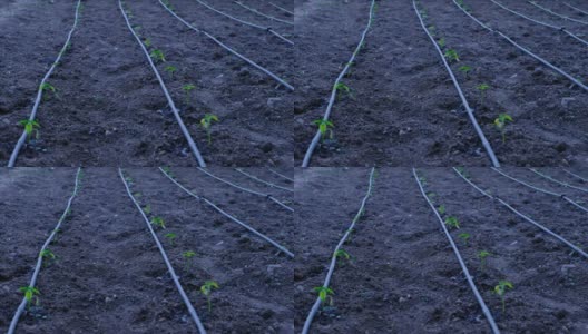 番茄幼苗滴灌系统高清在线视频素材下载