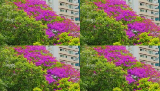夏日里，紫红色的花朵在公园和建筑物的背景上盛开高清在线视频素材下载