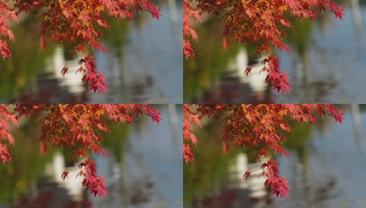 红色的树叶。从正下方拍摄。高清在线视频素材下载