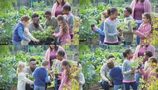 大人带着孩子，在社区花园种植高清在线视频素材下载
