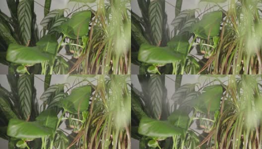 家用植物，水滴灌溉花盆中的装饰性花朵的叶子，特写镜头高清在线视频素材下载