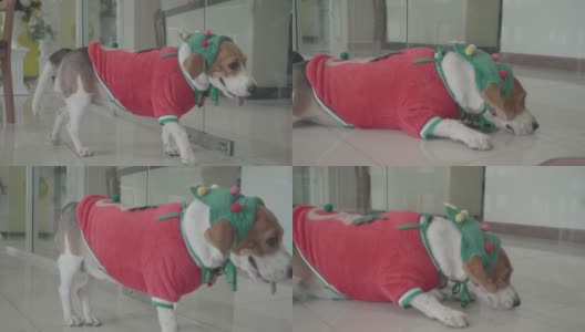 小猎犬穿着圣诞老人的衣服在家里玩耍高清在线视频素材下载