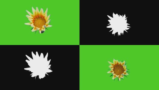 太阳花- Gazania盛开在一个时间流逝的视频在一个绿色的背景。包括阿尔法通道。高清在线视频素材下载