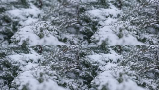 冷杉的树枝在雪地里高清在线视频素材下载