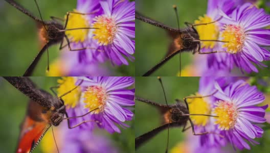 微距拍摄的孔雀蝴蝶收集花粉-慢镜头高清在线视频素材下载