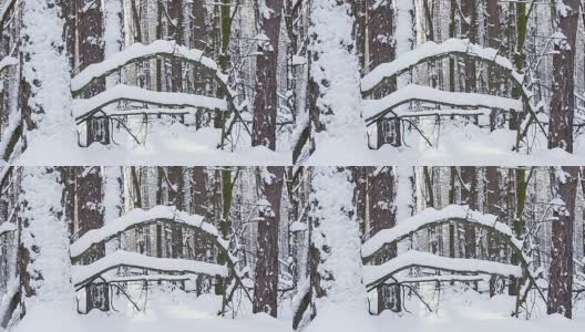 被雪困住的景观。雪后的森林。高清在线视频素材下载