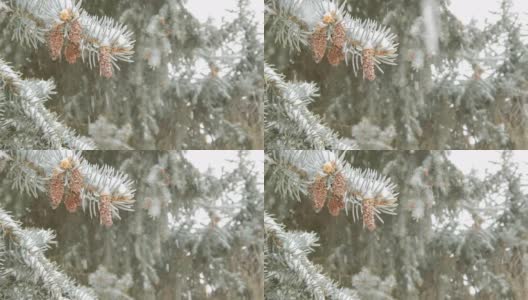 雪和松枝在西部科罗拉多慢镜头高清在线视频素材下载