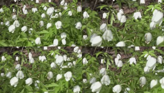 林间空地上有白色的雪花莲在初春，风摇花，多莉嗡高清在线视频素材下载
