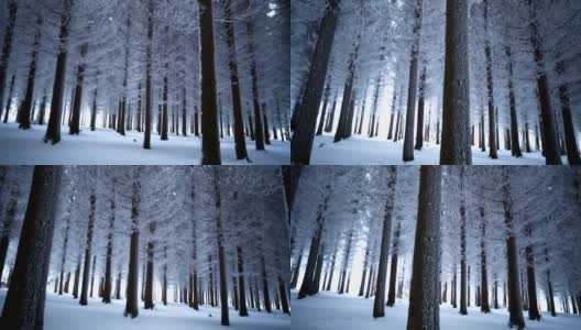 雄伟的冬天森林高清在线视频素材下载