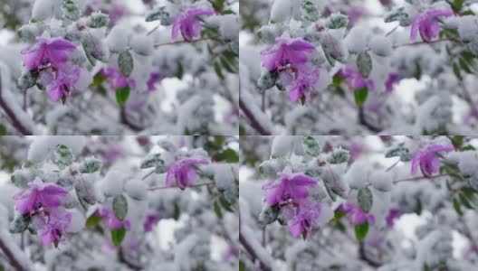 杜鹃花在西伯利亚晚春的雪下开花高清在线视频素材下载