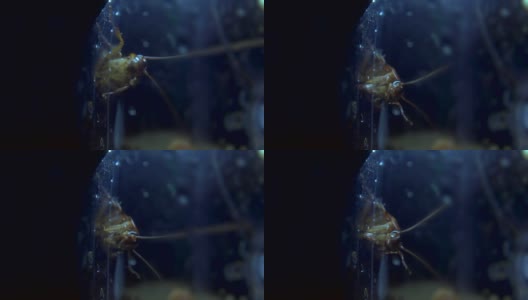 蟑螂隔离是躲在暗处，避光的效果高清在线视频素材下载