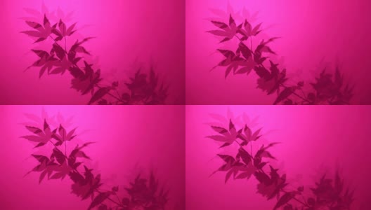 枫silhouette-Vivid粉红色高清在线视频素材下载