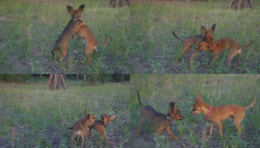 超级慢动作拍摄两只小狗好玩的战斗。高清在线视频素材下载