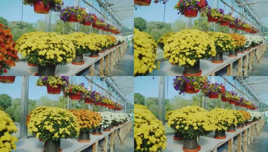 一排花在柜台上的苗圃斯坦尼康拍摄高清在线视频素材下载