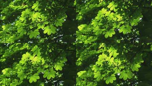 栗树的新鲜叶子高清在线视频素材下载
