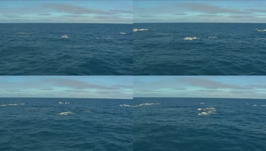 逆戟鲸-游泳的虎鲸高清在线视频素材下载