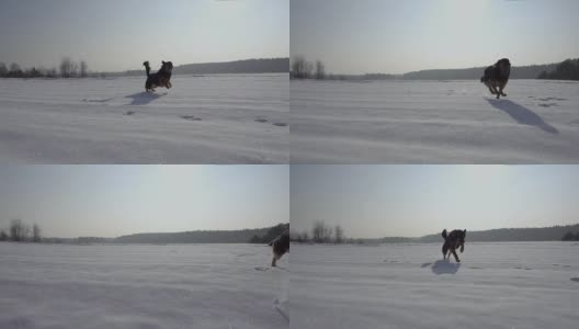 冬天在雪地里奔跑的狗(德国牧羊犬)。缓慢的运动。美丽的晴朗的天气。高清在线视频素材下载