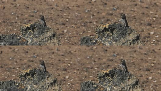 放大拍摄加拉戈斯群岛bartolome岛上的一只熔岩蜥蜴高清在线视频素材下载
