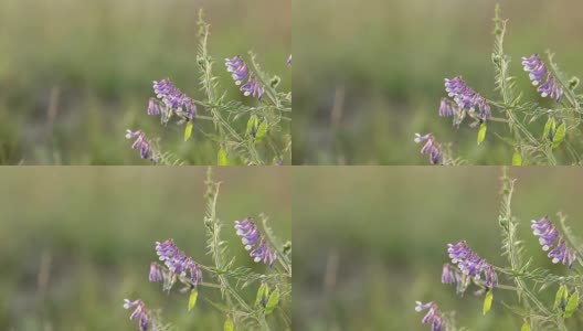 野豌豆花在地里长得很近。野豌豆花开花了。日落背光，移动拍摄，现场浅景深，50帧/秒。高清在线视频素材下载