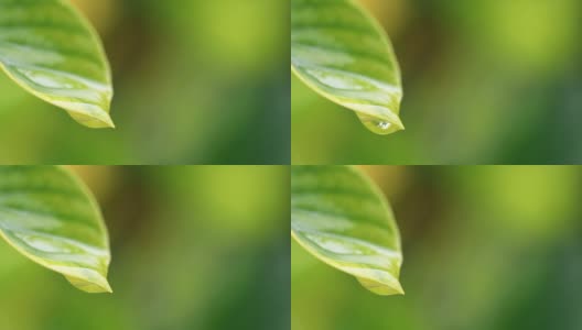 水珠以清新的绿叶为背景，近距离的露珠从树叶上落下高清在线视频素材下载