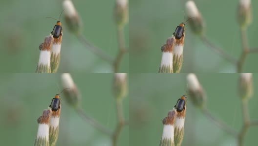 跳蚤甲虫在花蕾上移动高清在线视频素材下载
