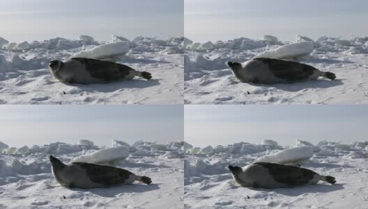 可爱的新生海豹妈妈在冰原上。高清在线视频素材下载
