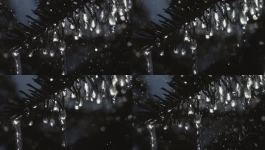 超微距拍摄的闪闪发光的冰冻冰柱闪烁像星星在冷杉树枝下大雨对黑暗的针叶树背景。高清在线视频素材下载