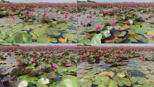 莲属植物花湖高清在线视频素材下载