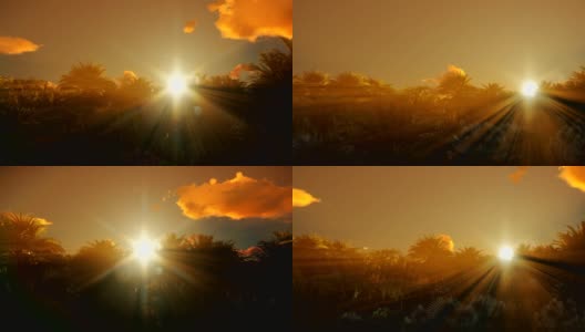 美丽的云彩和日出在棕榈树森林高清在线视频素材下载