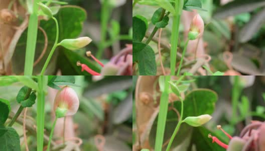 西班牙vetchling - Lathyrus clymenum时间流逝视频高清在线视频素材下载