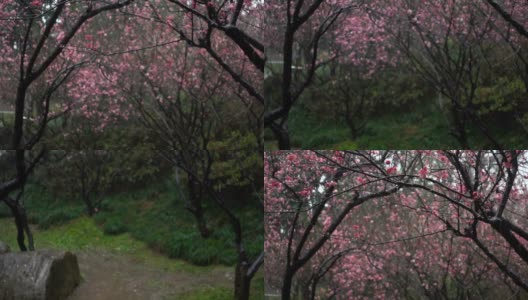 雨天里美丽的梅花俯卧高清在线视频素材下载