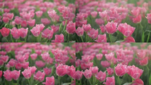 特写的粉红色郁金香和背景摄影和慢动作高清在线视频素材下载