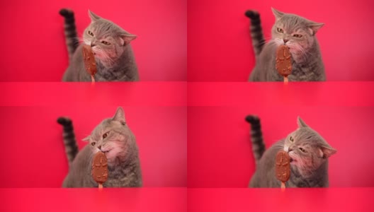 大眼睛顽皮肥胖的猫舔着红色背景上的巧克力杏仁棒冰淇淋。英国种类的毛猫。高清在线视频素材下载