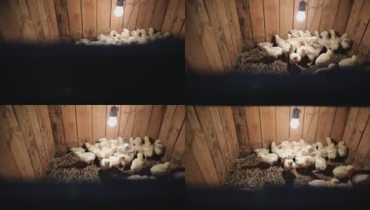 一大群雏鸡在灯泡下晒太阳高清在线视频素材下载