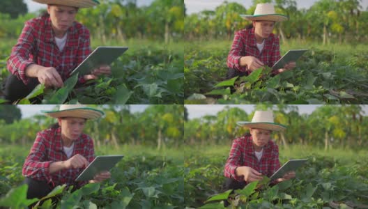 亚洲女性农民在阳光下用数字平板检查树苗高清在线视频素材下载