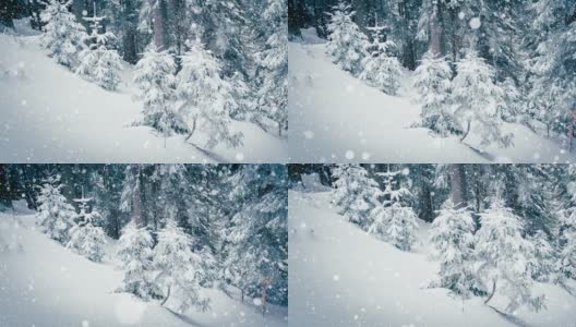 树枝上美丽的蓬松的雪。雪花从云杉树枝上美丽地飘落下来。冬天的童话，树在雪中囚禁。冬天下雪的录像高清在线视频素材下载