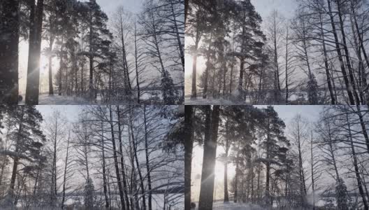 冬天下雪的森林里，柔软的雪花在圣诞节的早晨飘落。冬天的风景。冰雪覆盖的树木。高清在线视频素材下载