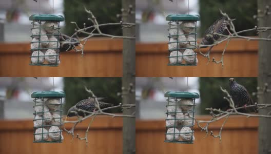 在英国家庭花园的一棵苹果树上挂着金属喂鸟器，欧椋鸟正在吃板油球高清在线视频素材下载