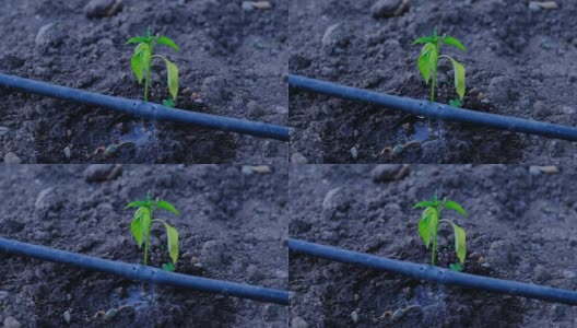 番茄幼苗滴灌系统高清在线视频素材下载