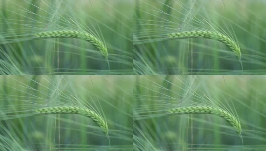 绿色的小麦穗和穗在田间的特写高清在线视频素材下载