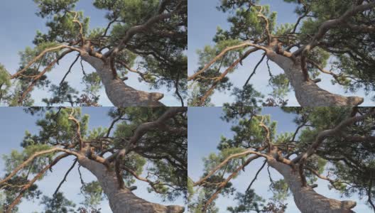 森林里松树的大树枝高清在线视频素材下载