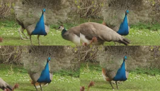 春天里，雄性孔雀用艳丽的尾巴吸引着雌性孔雀的注意。孔雀舞蹈。高清在线视频素材下载